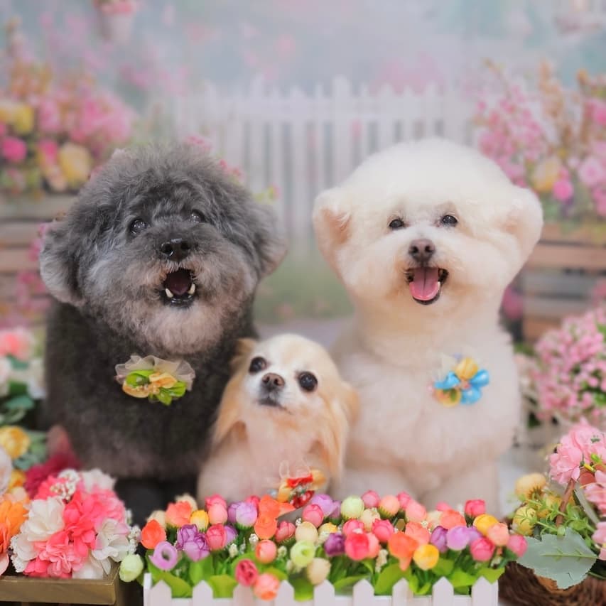 Dogsalon PuiPui -ぷいぷい-