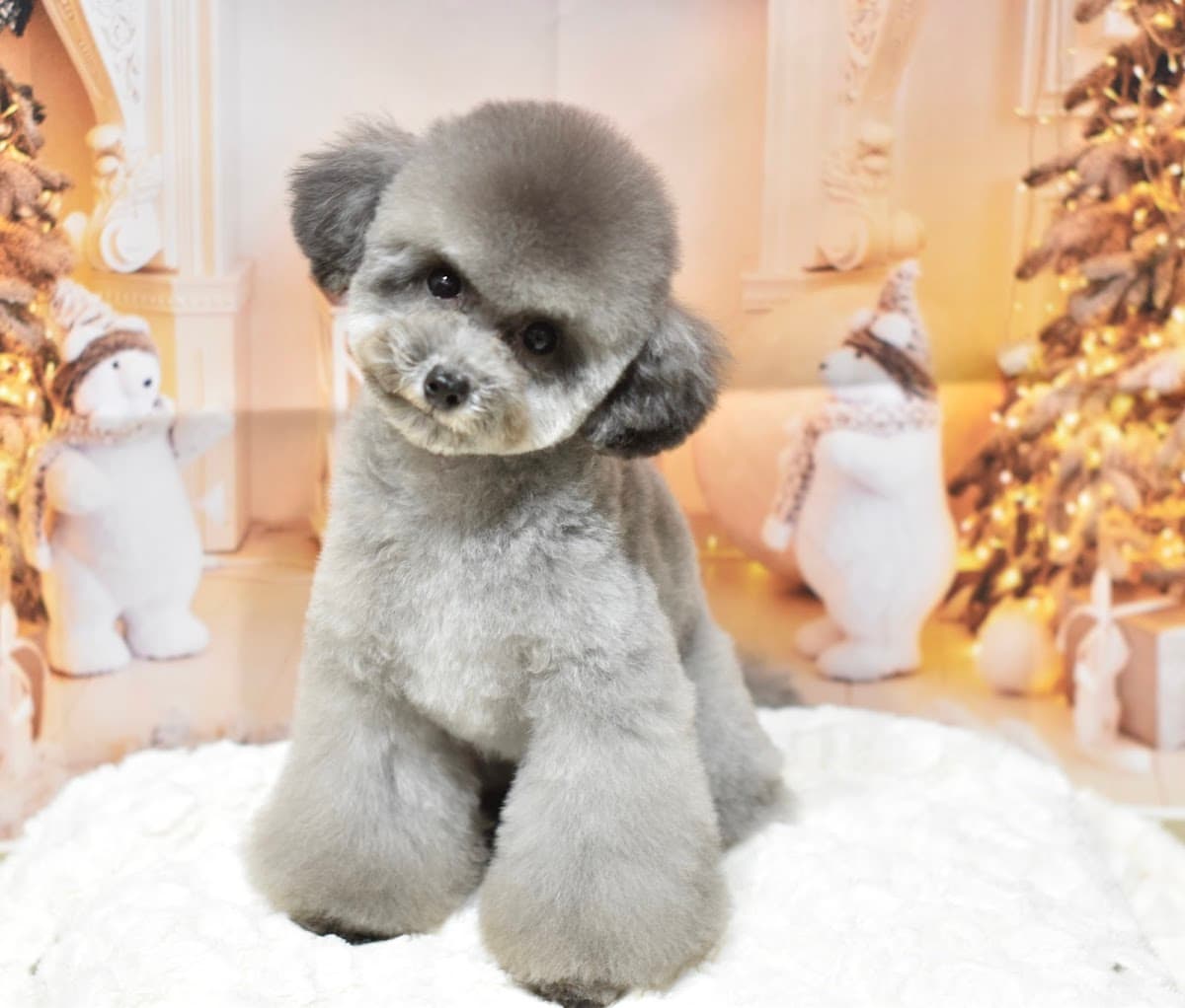 Miel Sourire salon (旧Dog Salon Miel.)