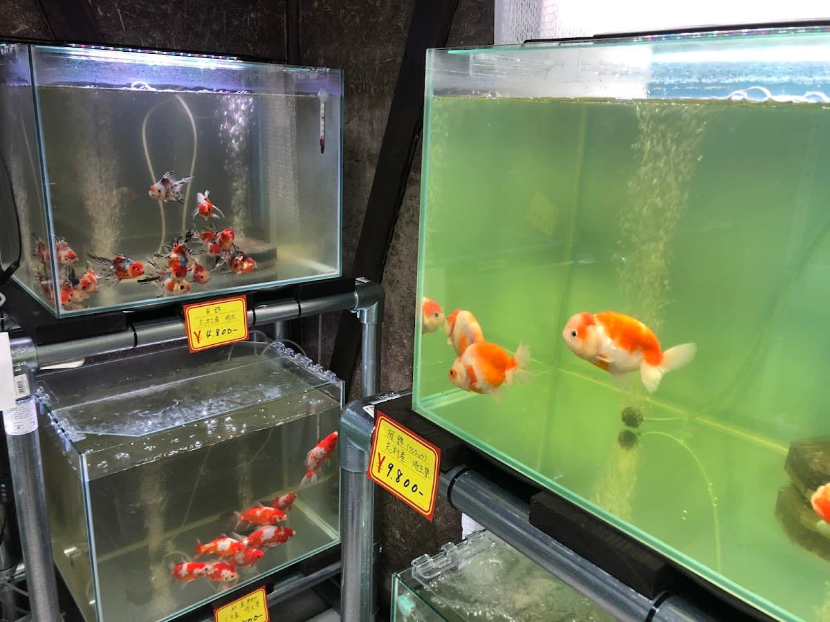 倉吉観賞魚and小鳥部